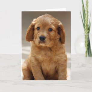 Foto van Cute Puppy Portret Kaart