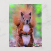 Foto van Cute Red Squirrel Briefkaart (Voorkant)