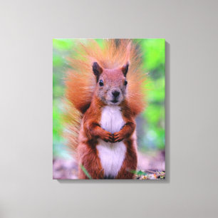Foto van Cute Red Squirrel Canvas Afdruk