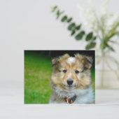 Foto van Cute Shetland Sheepdog Briefkaart (Staand voorkant)