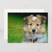 Foto van Cute Shetland Sheepdog Briefkaart (Voorkant / Achterkant)