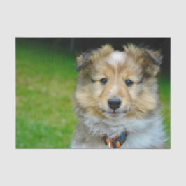 Foto van Cute Shetland Sheepdog Tissuepapier