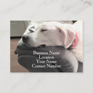 Foto van Cute Sleeping White Dog op Couch Visitekaartje