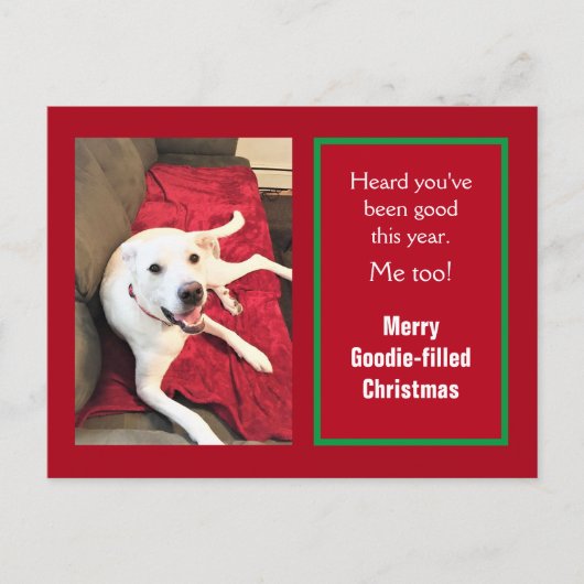 Foto van Cute Smiling White Dog Red Kerstmis Feestdagenkaart (Voorkant)