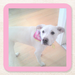 Foto van Cute Sweet White Puppy Dog Face Pink Kartonnen Onderzetters