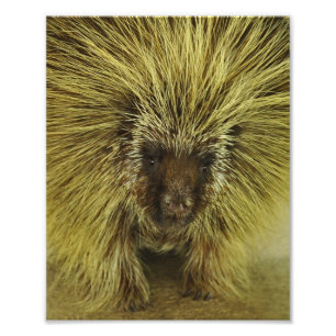 Foto van Cute Texas Porcupine Afdruk