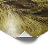 Foto van Cute Texas Porcupine Foto Afdruk (Hoek)