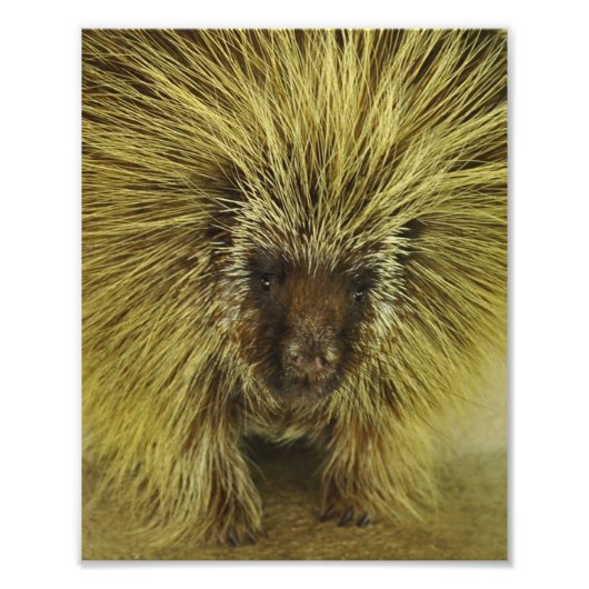 Foto van Cute Texas Porcupine Foto Afdruk (Voorkant)