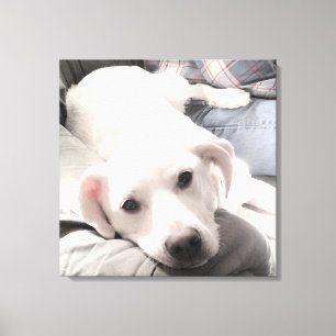 Foto van Cute Tired dog met papa op Couch Square Canvas Afdruk