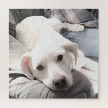 Foto van Cute Tired dog met papa op Couch Square