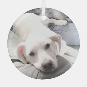 Foto van Cute Tired Puppy dog met Pap Kerstmis Glas Ornament