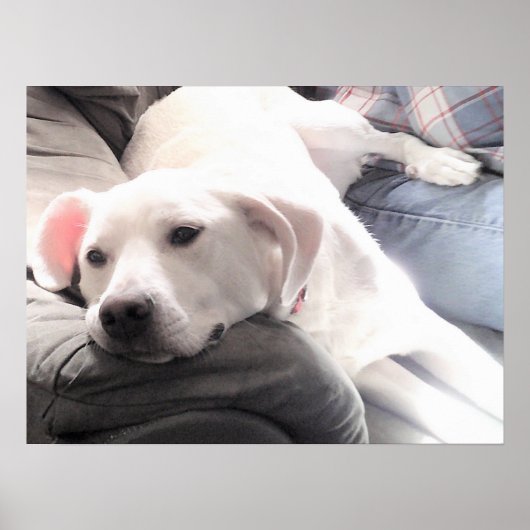 Foto van Cute Tired White Dog met Best Friend Dad Poster (Voorkant)