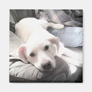 Foto van Cute White Dog Hanging Out with Dad Magneet