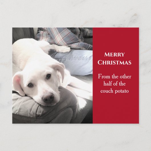 Foto van Cute White Dog met pap Red Kerstmis Feestdagenkaart (Voorkant)