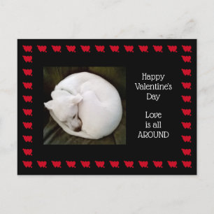 Foto van Cute White Dog opgetild als een kat Briefkaart