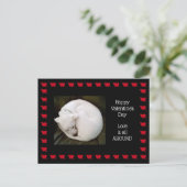 Foto van Cute White Dog opgetild als een kat Briefkaart (Staand voorkant)