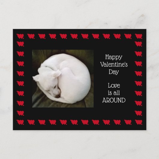Foto van Cute White Dog opgetild als een kat Briefkaart (Voorkant)