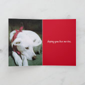 Foto van Cute White Dog Valentijnsdag Funny Kaart (Binnen)