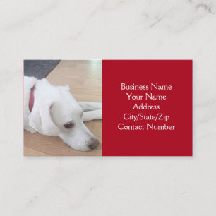 Foto van Cute White Dog Wearing Red Collar Visitekaartje