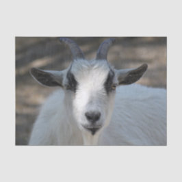 Foto van Cute White Goat Portrait Tissuepapier