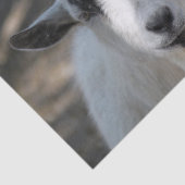 Foto van Cute White Goat Portrait Tissuepapier (Detail)