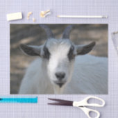 Foto van Cute White Goat Portrait Tissuepapier (Craft)