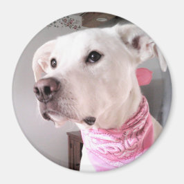 Foto van Cute White Puppy Dog Wearing Pink Scarf Magneet