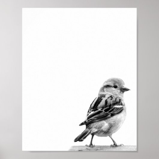 Foto van Cute Wild Bird Poster (Voorkant)