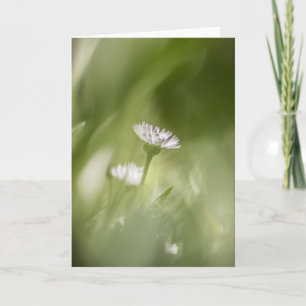 foto van Daisy Blossom natuur Kaart