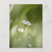 Foto van Daisy natuur Feestdagenkaart (Voorkant)