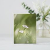 Foto van Daisy natuur Feestdagenkaart (Staand voorkant)