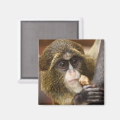 Foto van de apenklimboom magneet (Voorkant / Achterkant)