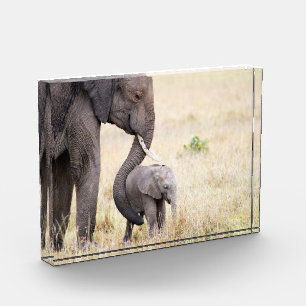 Foto van de baby van de liefhebber van de olifant