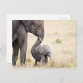 Foto van de baby van de liefhebber van de olifant briefkaart (Voorkant / Achterkant)