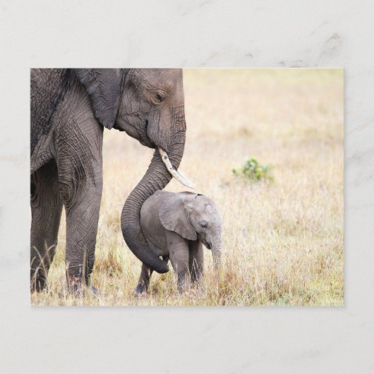 Foto van de baby van de liefhebber van de olifant briefkaart (Voorkant)