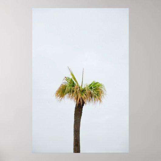 Foto van de bruine en groene palmboom poster (Voorkant)