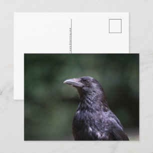 Foto van de carrionkraaien natuur feestdagenkaart