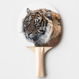 Foto van de dierentuin van tijger wild oerwoud tafeltennisbatje