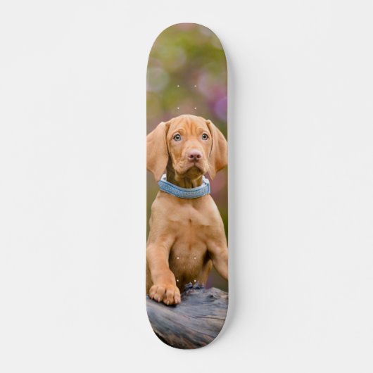 Foto van de duivenpoppyeverige Hongaarse Vizsla Do Skateboard (Voorkant)