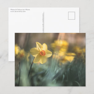 Foto van de Gele Bloem Daffodil Natuur Briefkaart