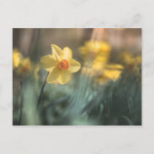 Foto van de Gele Bloem Daffodil Natuur Briefkaart (Voorkant)