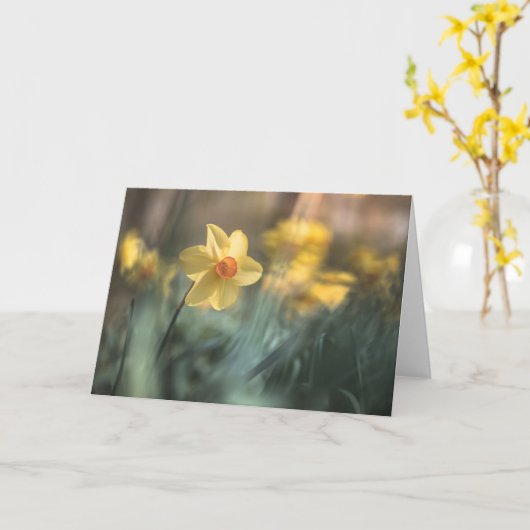 Foto van de Gele Bloem Daffodil Natuur Kaart (Gele Bloem)