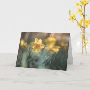 Foto van de Gele Bloem Daffodil Natuur Kaart