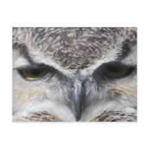 Foto van de grote gehoornde roofvogeluil