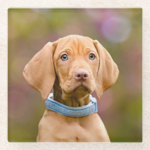 Foto van de Hongaarse Vizsla Dog Puppy Glazen Onderzetter
