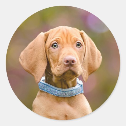 Foto van de Hongaarse Vizsla Dog Puppy Ronde Sticker (Voorkant)