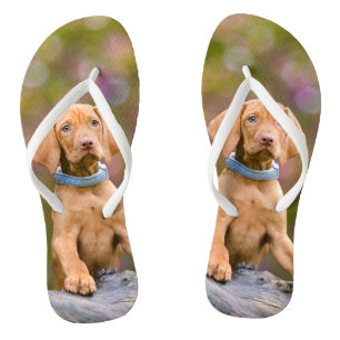 Foto van de Hongaarse Vizsla Dog Puppy Teenslippers