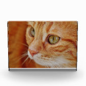 Foto van de kattenstolling (Voorkant)