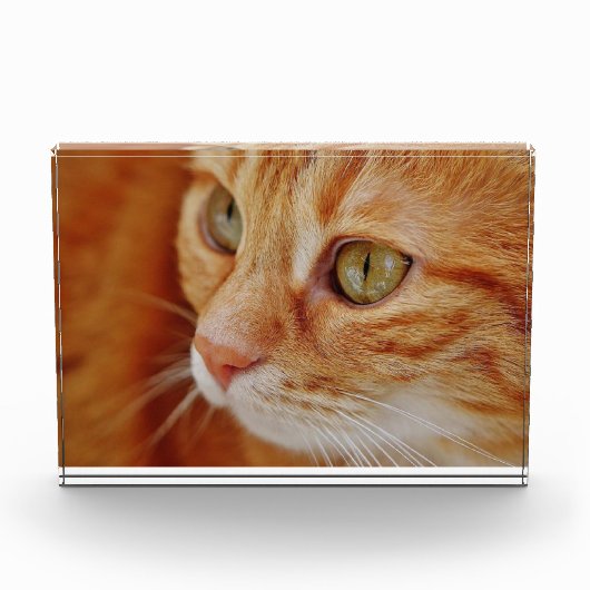 Foto van de kattenstolling (Voorkant)