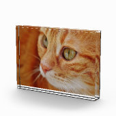 Foto van de kattenstolling (Rechts)